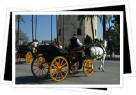 horse carriage