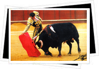 bullfight